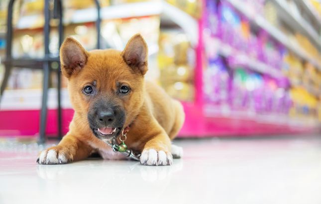 Mercado de Pet Food pode ser bem maior do que se imaginava